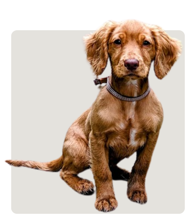 Penny